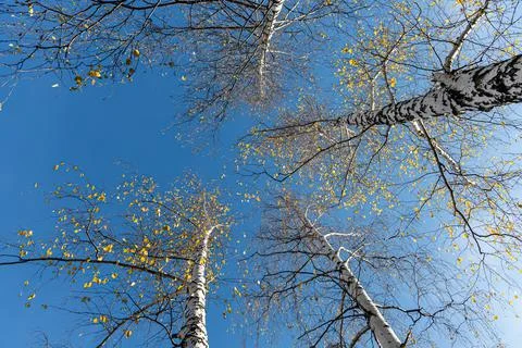 The Group of white birches with yellow fall leaves are on a blue sky backgrou Stock Photos