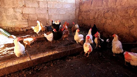 Group of white black and brown hens feeding in an eco farmyard, natural light Video stock 171424820