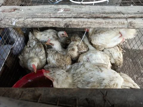 Group of white broiler chicken in a cage for selling purpose Stock Photos