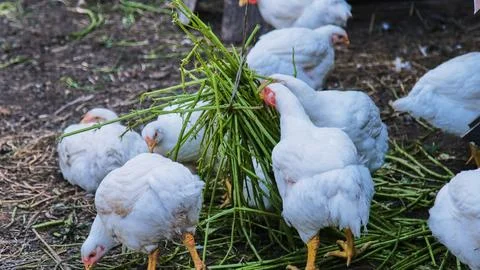 Group of white broilers actively eating fresh green grass in an open enclosure Stock Photos