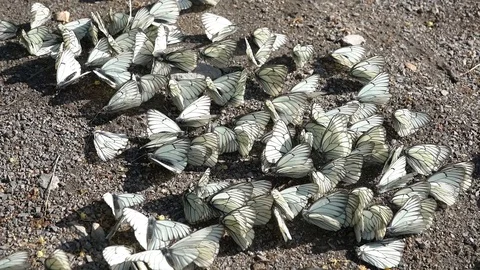 Group of white butterflies Vidéo 111224424