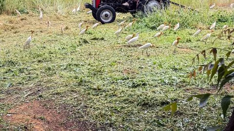 Group of White Cattle Egrets Searching for Food in a Rural Grassland 스톡 사진