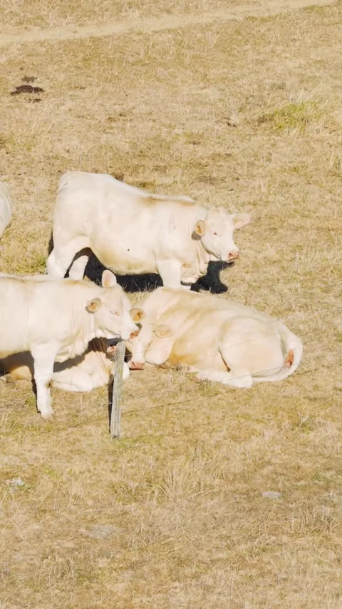 A group of white Charolais cows are seen resting and grazing in a dry summer Stock Footage 346662643