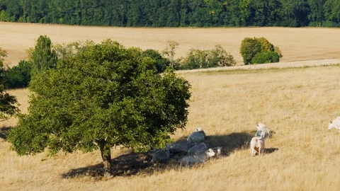 A group of white Charolais cows rests and grazes under the shade of a large tree Stock Footage 346667536