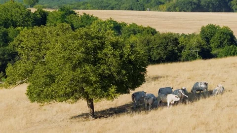 A group of white Charolais cows stands and rests in the shade of a large tree on Stock Footage 346672731