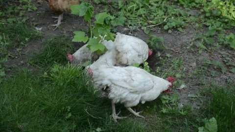A group of white chickens forage together among green grass 動画素材 343310654