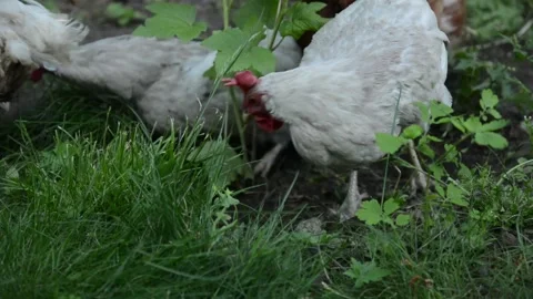 A group of white chickens forage together among green grass 스톡 동영상 343310666