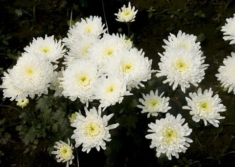 A group of white Chrysanthemum. Stock Photos