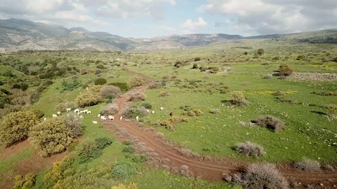 Group of White cows eating grass on sunny day, aerial view Stock Footage 88196302