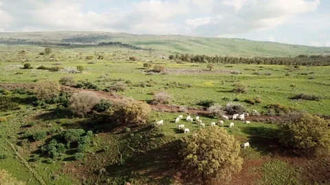 Group of White cows eating grass on a Hill during sunny day, aerial view Stock Footage 88198822
