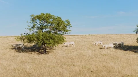 A group of white cows grazes on a dry, golden summer pasture beneath a leafy Stock Footage 346678270
