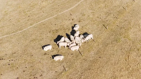 A group of white cows is seen from above, gathered closely together on a dry Stock Footage 346670130