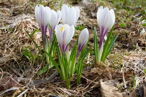 Group white crocus flowers Stock Photos