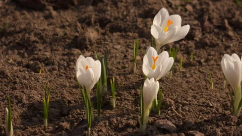Group of white crocuses close-up, camera pans left to right, spring garden light 库存影片 331797466