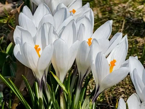 Group of White Crocuses in early spring. First spring flowers Stock Photos