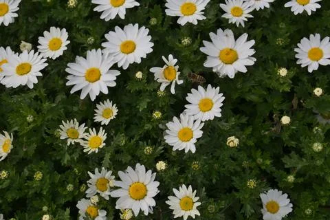 A group of white daisies and a honeybee Stock Photos