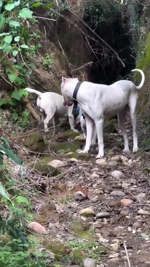 Group of white dogs playing on a rocky forest trail. Video stock 333070073