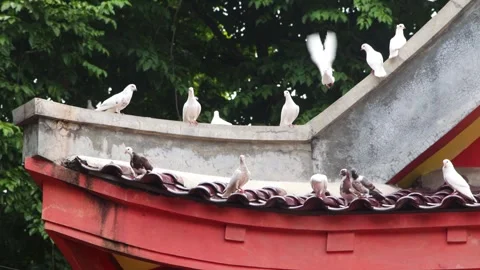 Group of White Doves Resting and Taking Flight from Red Curved Roof Structu.. Stock Footage 344721575