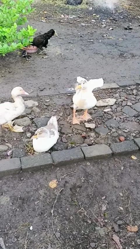 A group of white ducks and a black chicken in a rustic farmyard Stock Footage 316799478