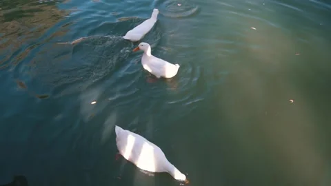 A group of white ducks eats in the lake in the park Stock Footage 249282239
