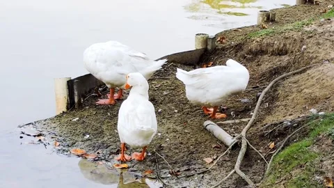 Group of white ducks Stock Footage 315528272