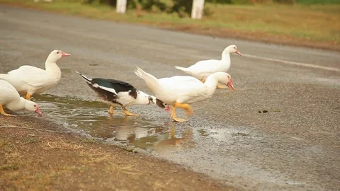 Group of white ducks go across the asphalt road in the village Vidéo 97101353