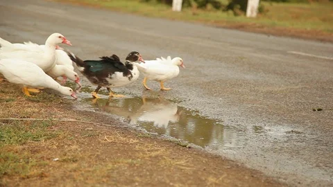 Group of white ducks go across the asphalt road outdoors Stock Footage 97101366