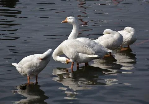 Group of White Ducks Stock Photos