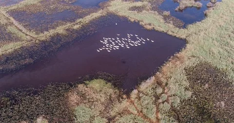 Group of white ducks at the surface of pond surrounded by grass field Stock Footage 114562119