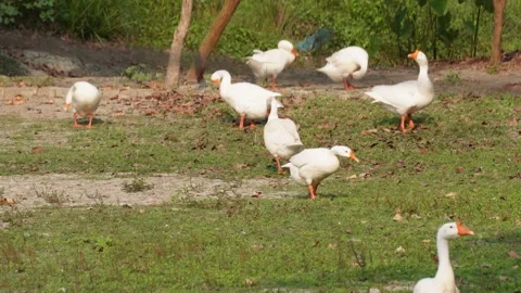 Group of White Ducks Walking on Grass Stock Footage 311721122