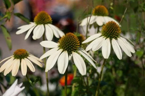 Group of white echinacea Stock Photos