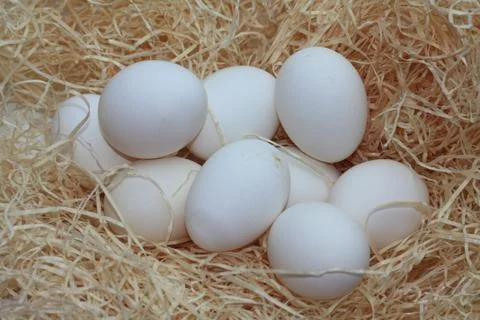 Group of white eggs 스톡 사진