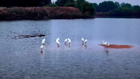 Group of White Egrets Wading in Shallow Water Wetland Xi'an Shaanxi China Stock-Footage 346933709