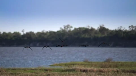 Group of White Faced Ibis Fly Past Video stock 278240924