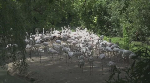 Group of White Flamingos Vídeos de archivo 66032925