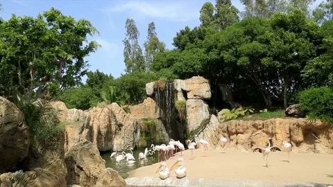 A group of white flamingos Stock Footage 82941424