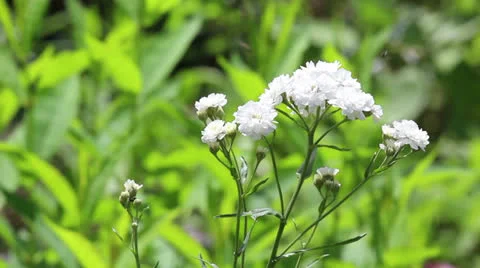Group of white flowers Stock Footage 24790547