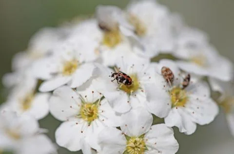 A group of white flowers Stock Photos