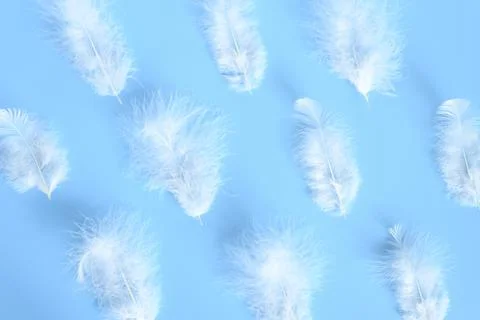 Group white fluffy bird feather from a chicken on a blue background. regular  Stock Photos