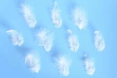 Group white fluffy bird feather from a chicken on a blue background. regular  Stock Photos