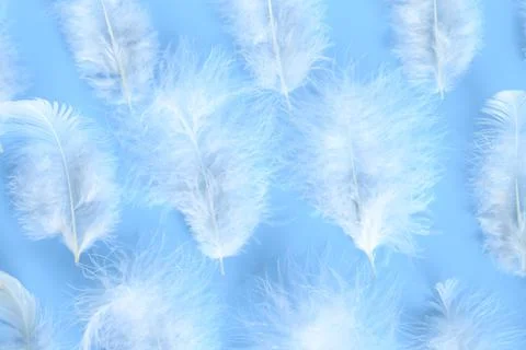 Group white fluffy bird feather from a chicken on a blue background. regular  Stock Photos