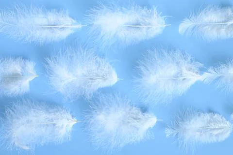 Group white fluffy bird feather from a chicken on a blue background. regular  Stock Photos