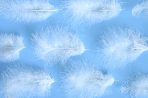 Group white fluffy bird feather from a chicken on a blue background. regular  Stock Photos