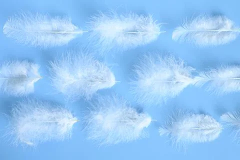 Group white fluffy bird feather from a chicken on a blue background. regular  Stock Photos