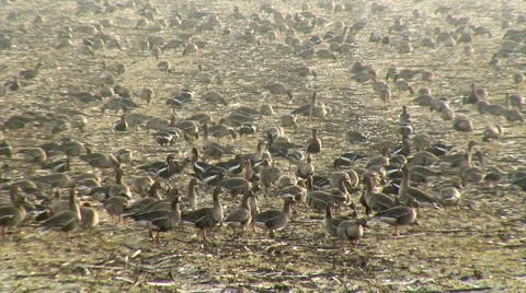 Group of White-fronted Geese (Anser albifrons) and Red-breasted geese on a field Stockbeeldmateriaal 48576986