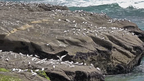 A group of white-fronted tern birds Stock Footage 113706133