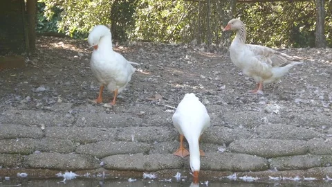 A group of white geese drinking water from the shore Stock Footage 77922309