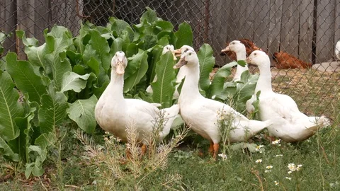 A group of white geese Stock Footage 113742933