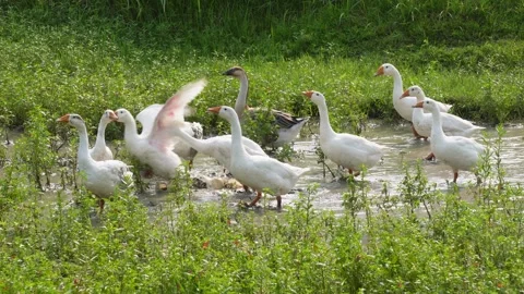 Group of White Geese Stock-Footage 340778283