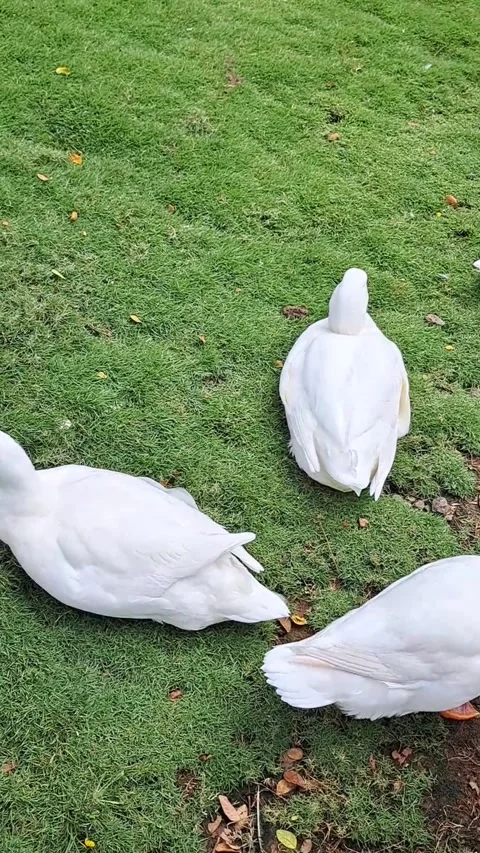 Group of White Geese on Green Grass Stock Footage 331411689